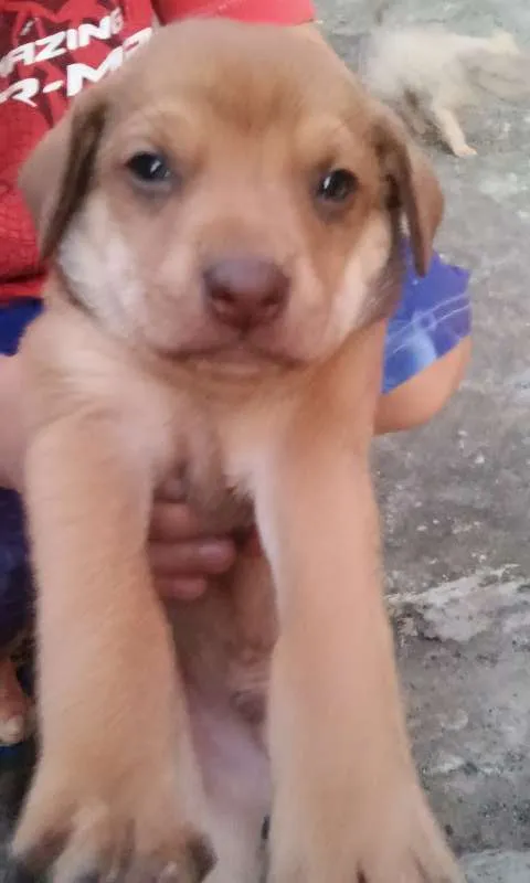 Cachorro ra a não identificada idade Abaixo de 2 meses nome Sem nome