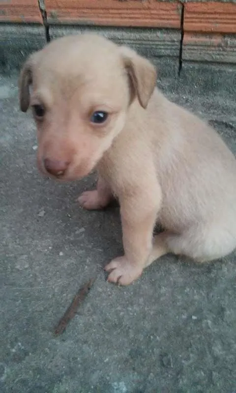 Cachorro ra a não identificada idade Abaixo de 2 meses nome Sem nome