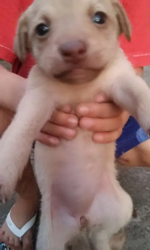Cachorro ra a não identificada idade Abaixo de 2 meses nome Sem nome