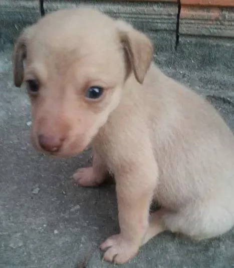 Cachorro ra a não identificada idade Abaixo de 2 meses nome Sem nome