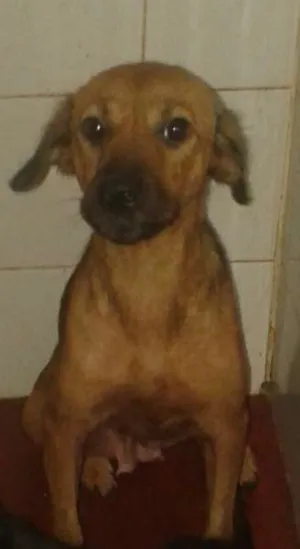 Cachorro raça nao definida idade 1 ano nome pantera