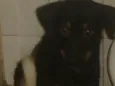 pretinha