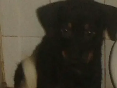 Cachorro raça nao definida idade 7 a 11 meses nome pretinha