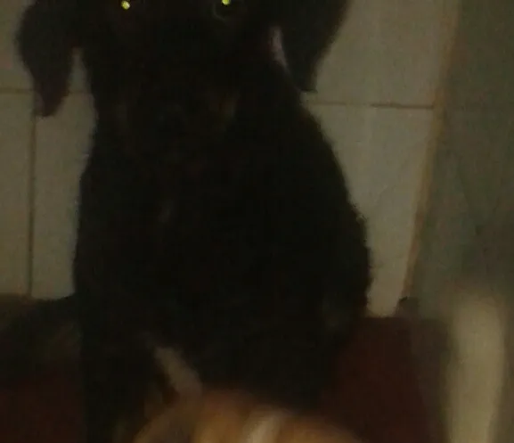 Cachorro raça nao definida idade 7 a 11 meses nome pretinha