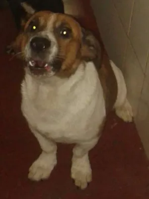 Cachorro raça nao definida idade 1 ano nome bold