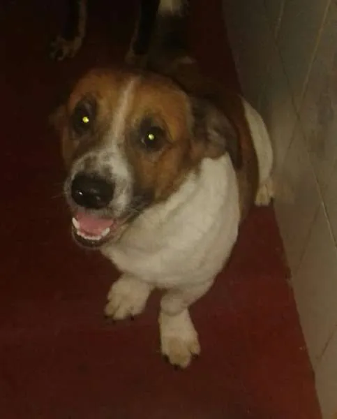 Cachorro raça nao definida idade 1 ano nome bold
