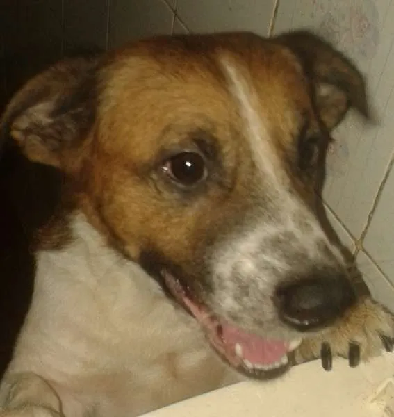 Cachorro raça nao definida idade 1 ano nome bold