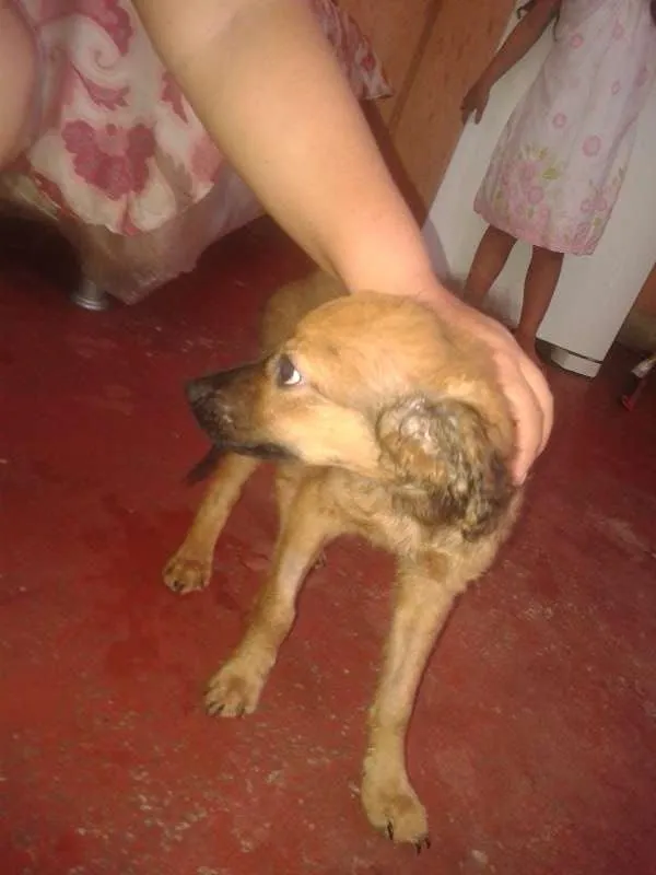 Cachorro raça nao definida idade 2 a 6 meses nome bug