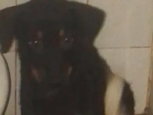 Cachorro raça nao definida idade 7 a 11 meses nome pretinha