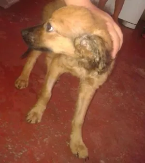 Cachorro raça nao definida idade 2 a 6 meses nome bug