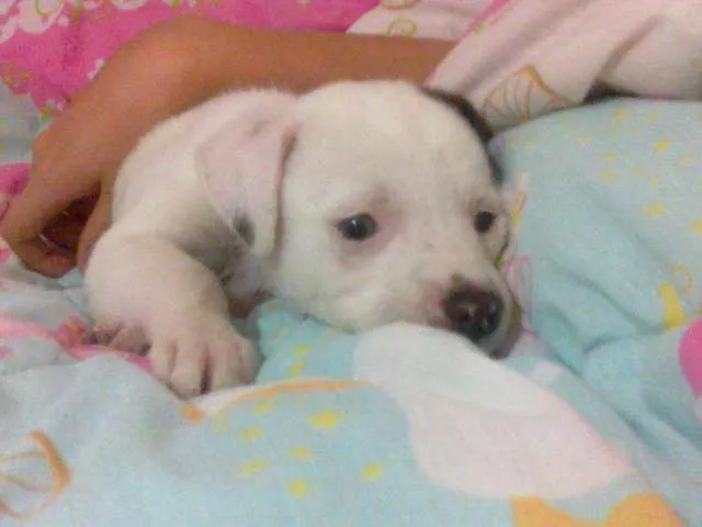 Cachorro raça sem raça definida idade Abaixo de 2 meses nome Chodó