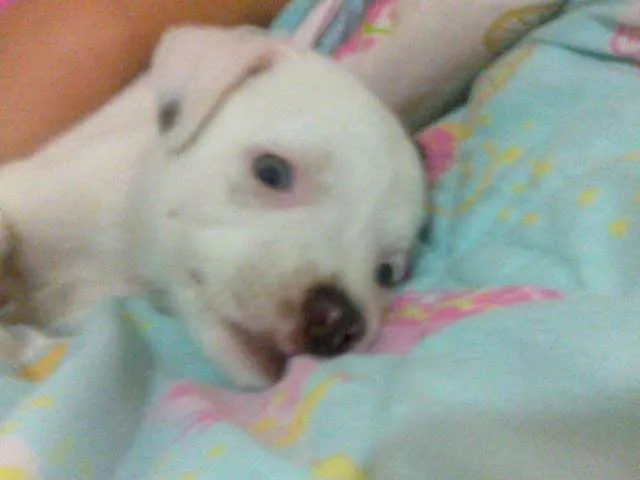 Cachorro raça sem raça definida idade Abaixo de 2 meses nome Chodó