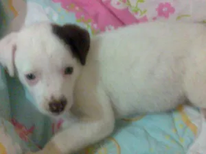 Cachorro raça sem raça definida idade Abaixo de 2 meses nome Chodó