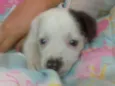 Chodó