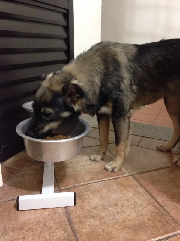 Cachorro ra a SRD idade 7 a 11 meses nome Sem nome