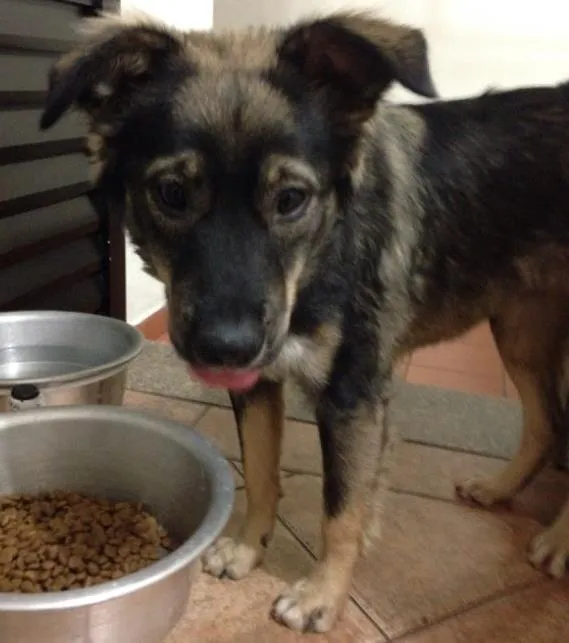 Cachorro ra a SRD idade 7 a 11 meses nome Sem nome