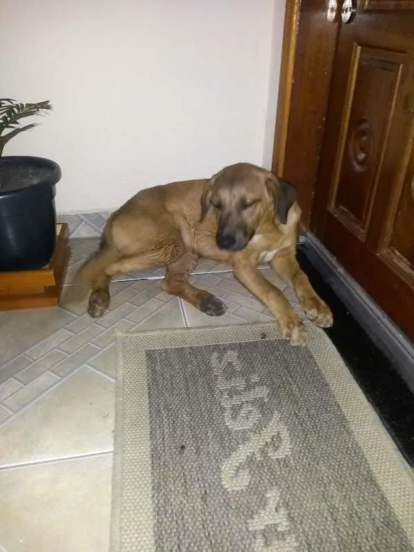 Cachorro ra a vira lata idade 7 a 11 meses nome sem nome