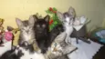 Gatinhos