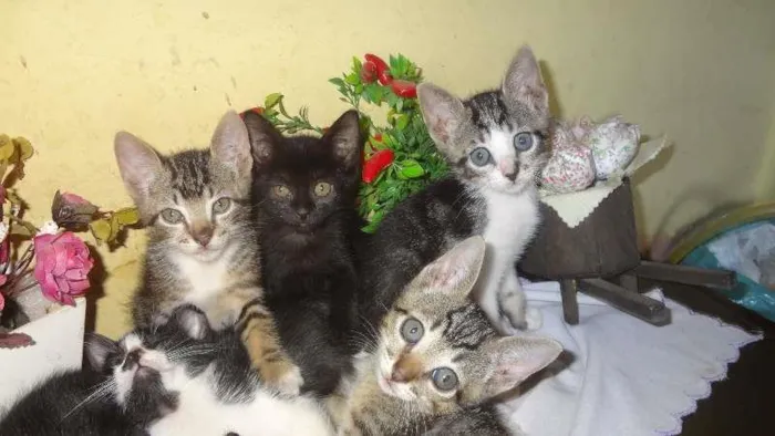 Gato ra a Vira Lata idade Abaixo de 2 meses nome Gatinhos