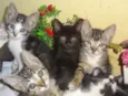 Gatinhos