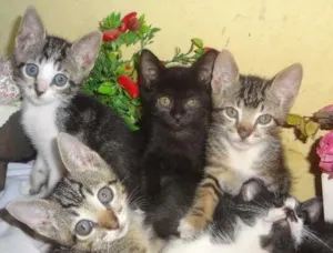 Gato raça Vira Lata idade Abaixo de 2 meses nome Gatinhos