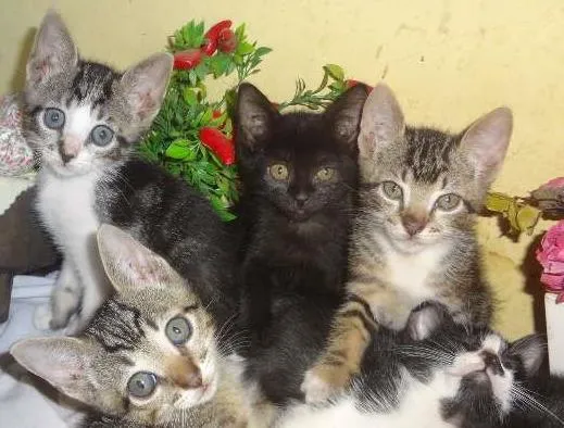 Gato ra a Vira Lata idade Abaixo de 2 meses nome Gatinhos