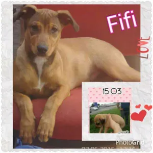 Cachorro raça Indefinida idade 2 a 6 meses nome FIFI