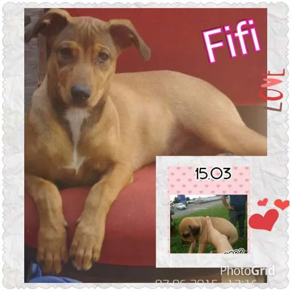 Cachorro ra a Indefinida idade 2 a 6 meses nome FIFI