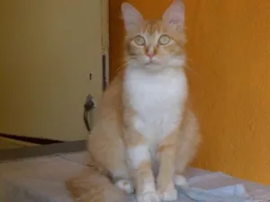 Gato raça SRD idade 3 anos nome Mel