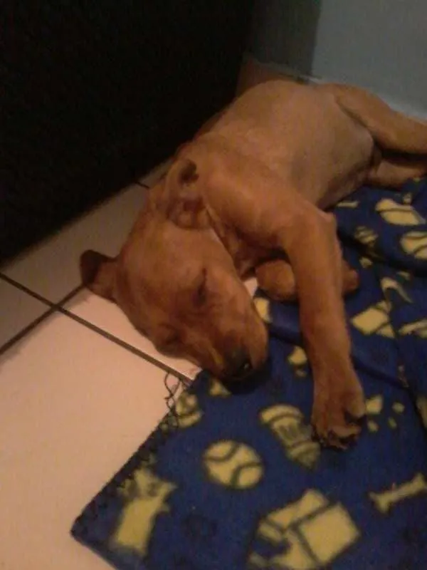 Cachorro ra a  idade  nome Chuvoso