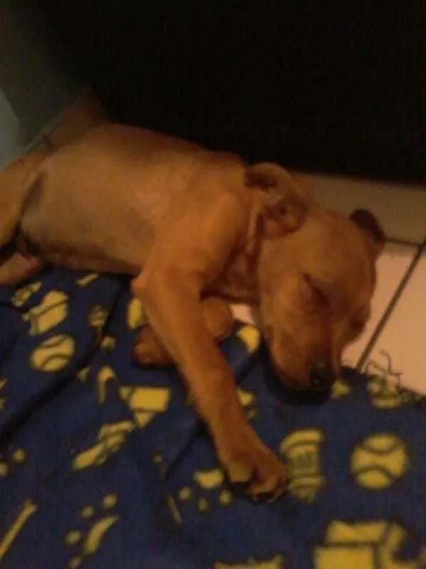 Cachorro ra a  idade  nome Chuvoso