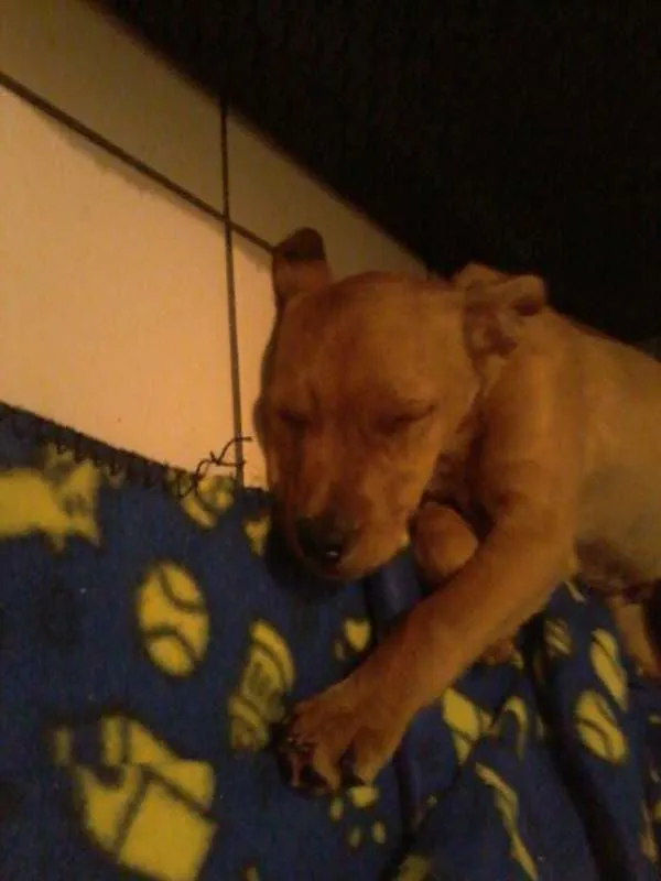 Cachorro ra a  idade  nome Chuvoso