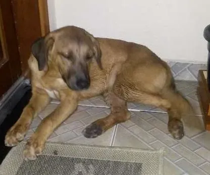 Cachorro ra a vira lata idade 7 a 11 meses nome sem nome