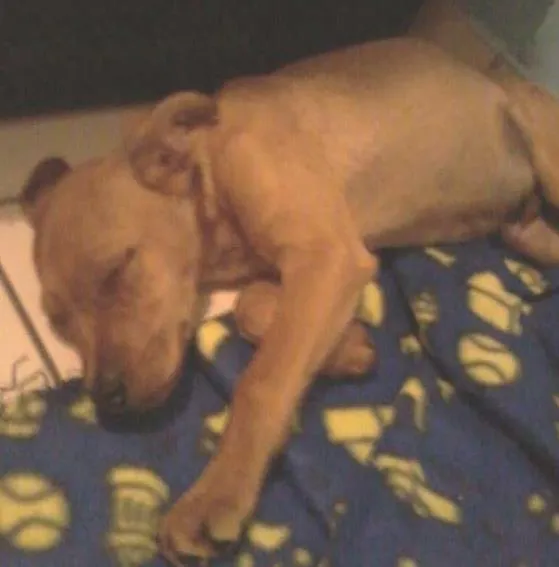 Cachorro ra a  idade  nome Chuvoso