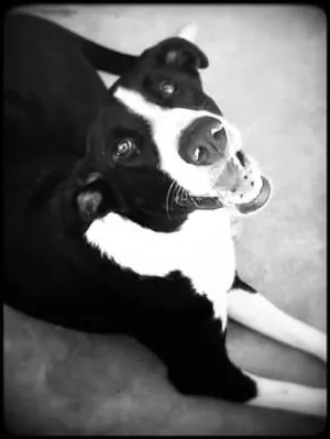 Cachorro raça vira lata idade  nome Tarô