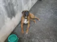 Bruce
