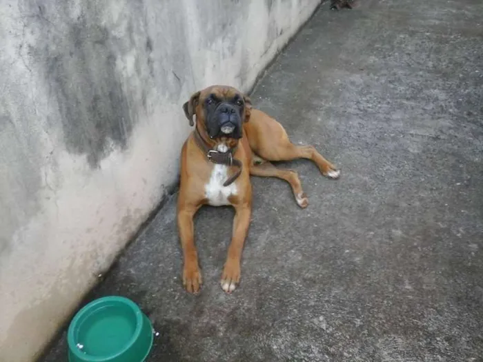 Cachorro raça Boxer idade 1 ano nome Bruce