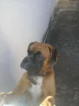 Bruce