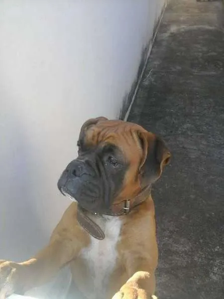 Cachorro raça Boxer idade 1 ano nome Bruce