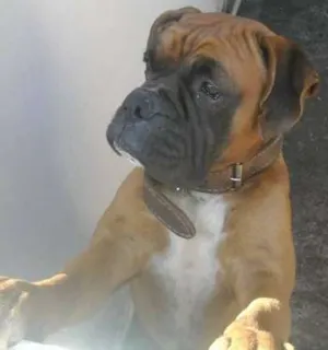 Cachorro raça Boxer idade 1 ano nome Bruce