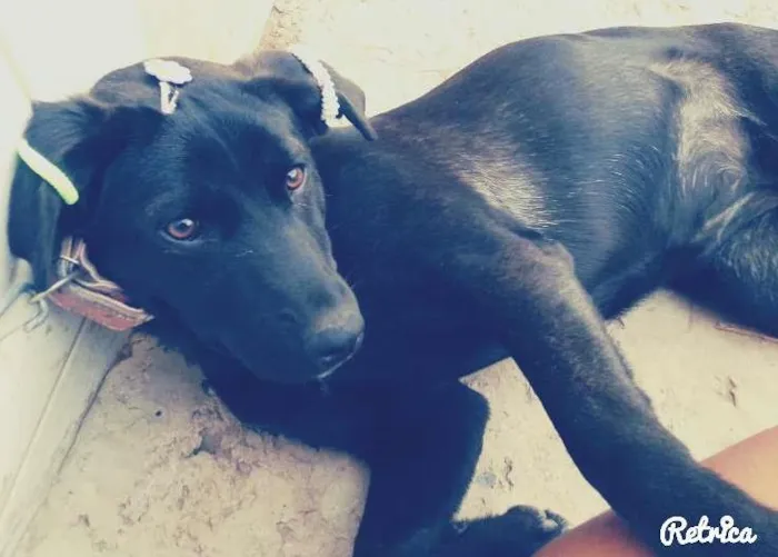 Cachorro ra a não sei idade 2 a 6 meses nome pretinha