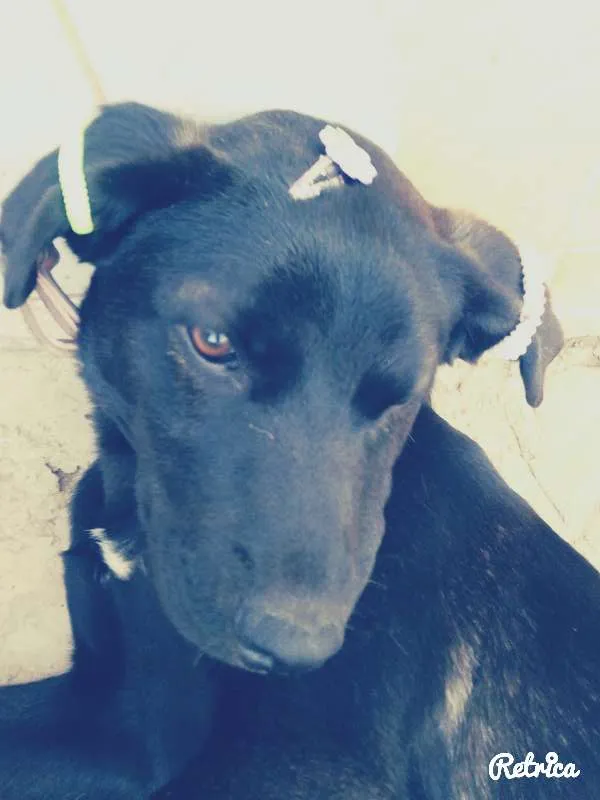 Cachorro ra a não sei idade 2 a 6 meses nome pretinha