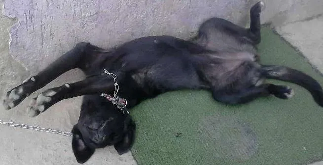 Cachorro ra a não sei idade 2 a 6 meses nome pretinha