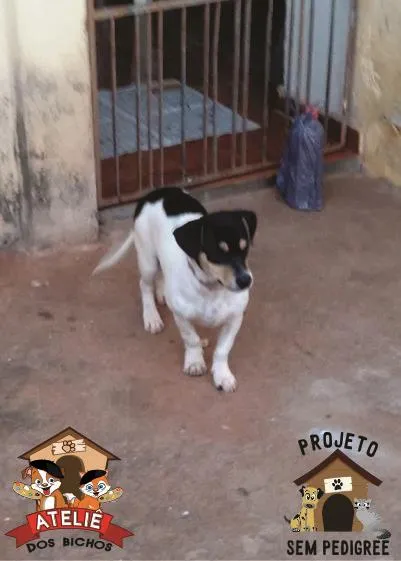 Cachorro ra a SRD idade 7 a 11 meses nome Junior