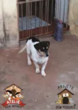 Junior