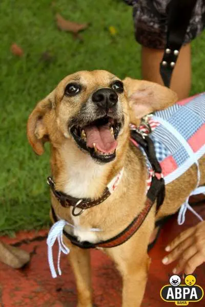 Cachorro raça SRD idade 6 ou mais anos nome Raposinha