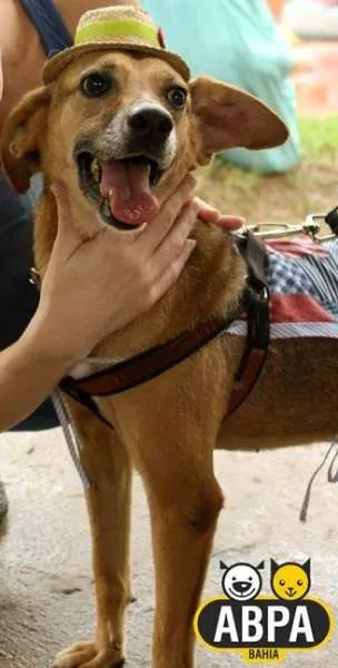 Cachorro raça SRD idade 6 ou mais anos nome Raposinha