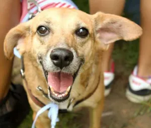 Cachorro raça SRD idade 6 ou mais anos nome Raposinha