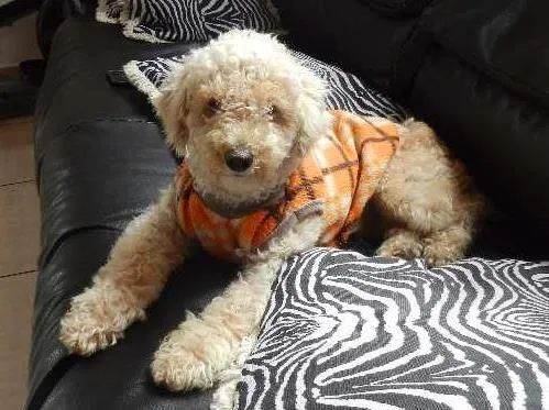 Cachorro ra a Poodle idade 7 a 11 meses nome Jack