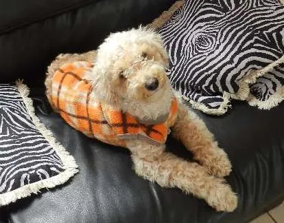 Cachorro ra a Poodle idade 7 a 11 meses nome Jack
